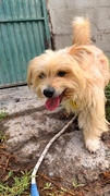 BENJI (MARSHALL) Imagen 3